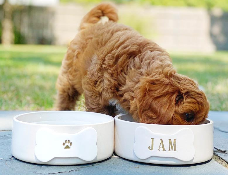 Gift Guide: The Best Pet Gifts